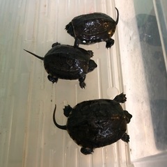 クサガメ　ベビー　締切