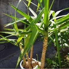 ユッカ　観葉植物の画像