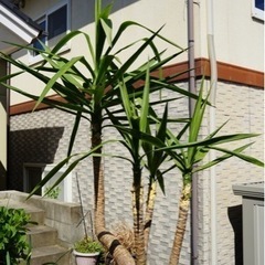 ユッカ　観葉植物の画像