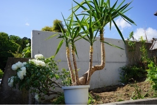 ユッカ　観葉植物
