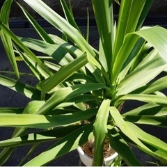ユッカ　観葉植物の画像