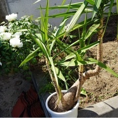 ユッカ　観葉植物の画像