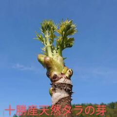 ⭕十勝産天然【タラの芽】良物5/13終了です 500g～ (アキ) 帯広
