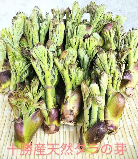 ⭕十勝産天然【タラの芽】500g～ (アキ) 帯広の食品の中古