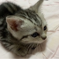 家族にお迎えしてくれる方いませんか？？