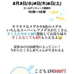 めだか すくい  🎣