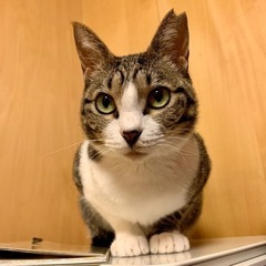 可愛いキジシロ…こむちゃん5歳