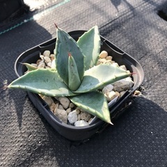 多肉植物 アガベ アメリカーナ 