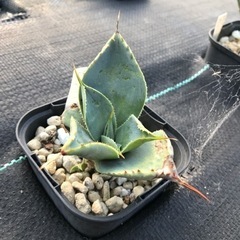 多肉植物 アガベ ドラゴントゥース