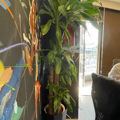 大型 観葉植物差し上げます！※5/8~21までに取りにきていただ...