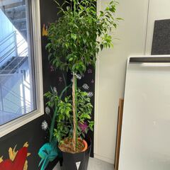 大きめ観葉植物差し上げます！※5/8~21までに取りにきていただ...