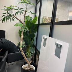 観葉植物差し上げます！（写真手前のもの）※5/8~21までに取...
