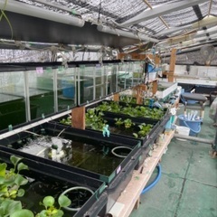 🐸各種水草多種 大量処分❣️無料プレゼント❣️の画像