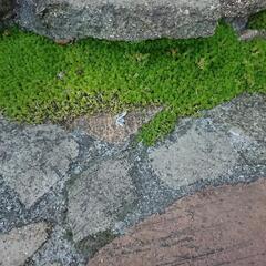 セダムが沢山！