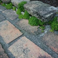 セダムが沢山！の画像