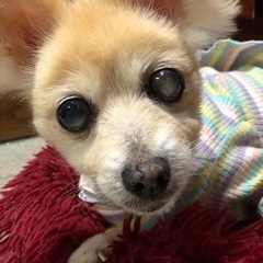 高齢チワワ