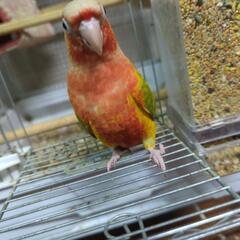 ウロコインコ男の子