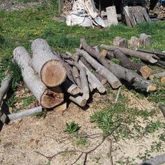 広葉樹丸太、薪にいかが。