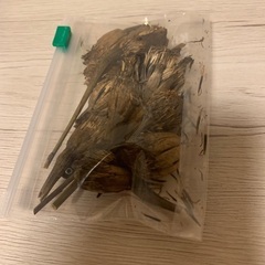 ✴︎無料✴︎マリーゴールドの種【アフリカン種】の画像