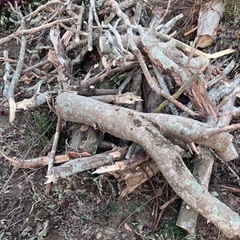 倒木　庭木　薪　無料で差し上げますの画像