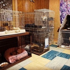 猫用檻！