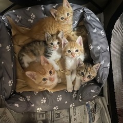 無事に飼い主様見つかりました☆。.:＊・゜