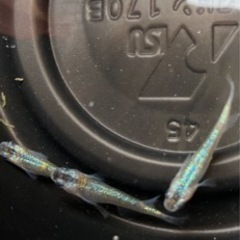 めだか飼育場販売の画像