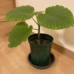 ウンベラータ　観葉植物　の画像