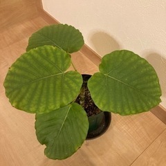 ウンベラータ　観葉植物　の画像