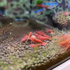 レッドチェリーシュリンプ　20匹セット