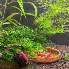 レッドチェリーシュリンプ　20匹セットの画像