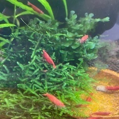 レッドチェリーシュリンプ　20匹セットの画像