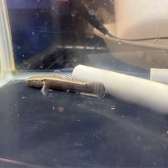 カワアナゴ　熱帯魚　淡水魚の画像