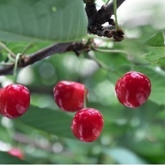 果物、野菜の植物活性液肥のモニター募集