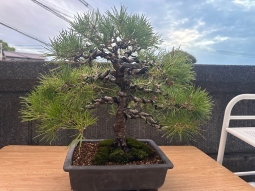 三河黒松　黒松