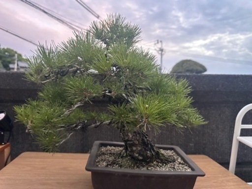 四国黒松　黒松