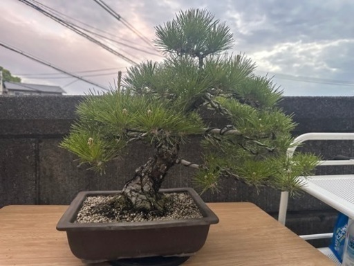 四国黒松　黒松