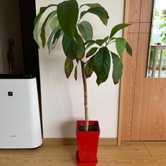 アボカド観葉植物