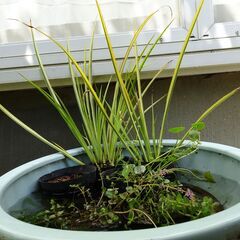 セキショウ（斑入り）（ビオトープ）水辺植物、湿性植物