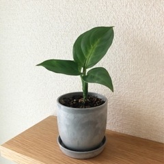 観葉植物　ディフェンバキア②　18cm　おしゃれな2号の鉢と受け皿付き