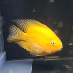 キングコングパロット3匹セット。