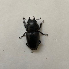 【取引済み】国産オオクワガタ♀管理番号8の画像