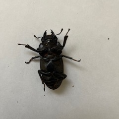 【取引済み】国産オオクワガタ♀管理番号8の画像