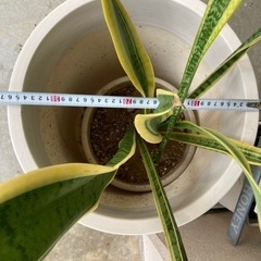植木鉢　大きめ（白）の画像