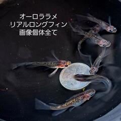 オーロララメリアルロングフィン。画像個体全て。5月2日。