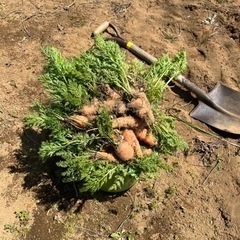 去年のニンジン