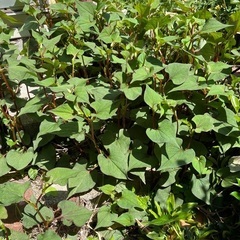 ドクダミ　無料☘️🌱消毒してない栄養たっぷりのドクダミです　庭に...