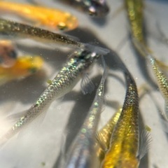 めだか　ラメMIX ①の画像