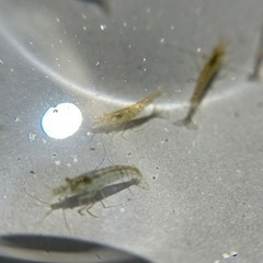 めだか　ラメMIX ①の画像