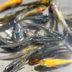 めだか　ラメMIX ①の画像